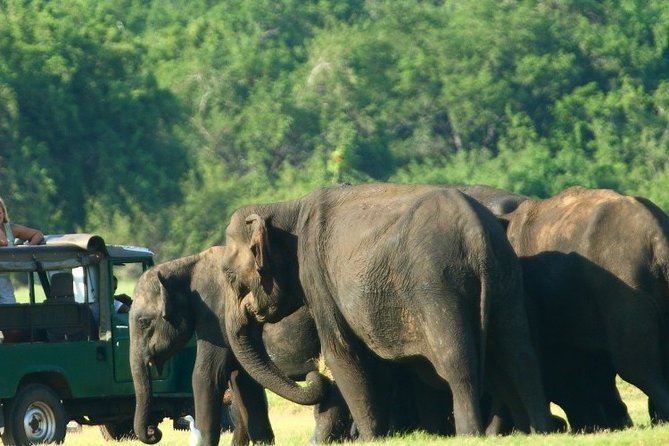 Sri Lanka 10 Days Tour Package Lifetime Experience - Encountering Wildlife in Lush Forests