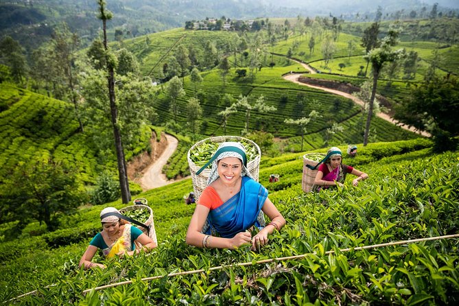 Sri Lanka 10 Days Tour Package Lifetime Experience - Indulging in Culinary Delights