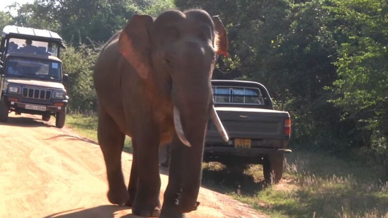 Sri Lanka 2-Day National Parks Trip - Yala National Park