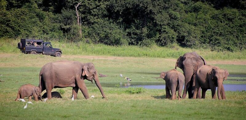 Sri Lanka 2-Day National Parks Trip - Udawalawe National Park