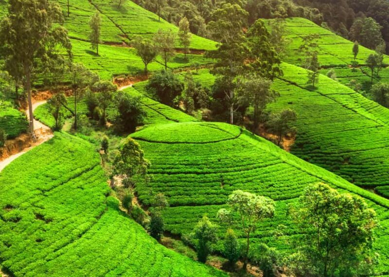 Sri Lanka 2-day Tour:Train Trip, Kandy, Nuwara Eliya, Ella - FAQ
