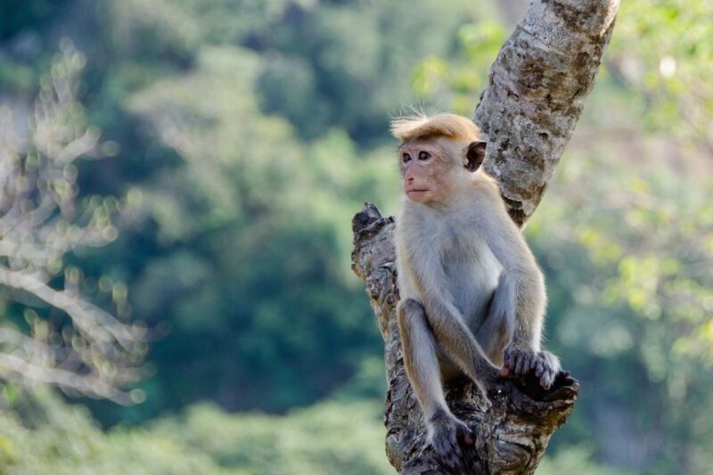 Sri Lanka: 2-Day Wildlife Tour; Rainforest and National Park - Wildlife and Nature Encounters