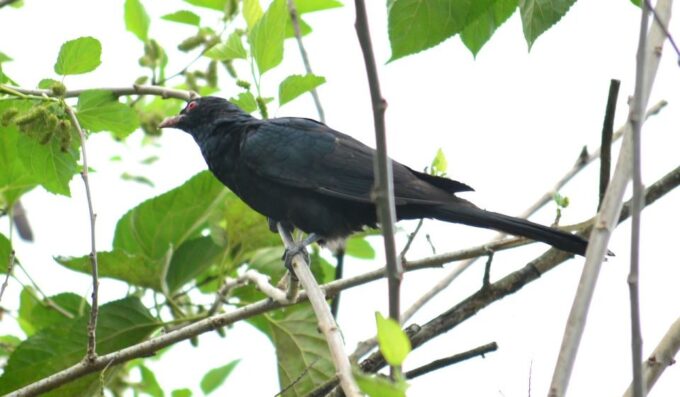 Sri Lanka: 2-Day Wildlife Tour; Rainforest and National Park - Frequently Asked Questions