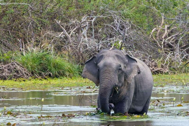 Sri Lanka: 4N5Day guided FULL TOUR with hotel accommodations - Practical Aspects: Transportation, Pricing, and More