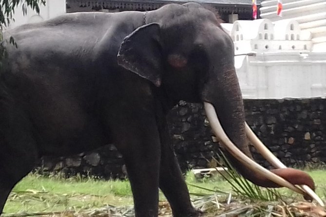 Sri Lanka 5 Day Privet Tour - Day 2: Dambulla to Kandy