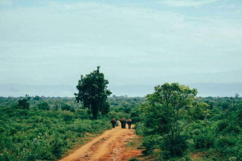 Sri Lanka: 7-Day Off-The-Beaten Path Private Tour - FAQs