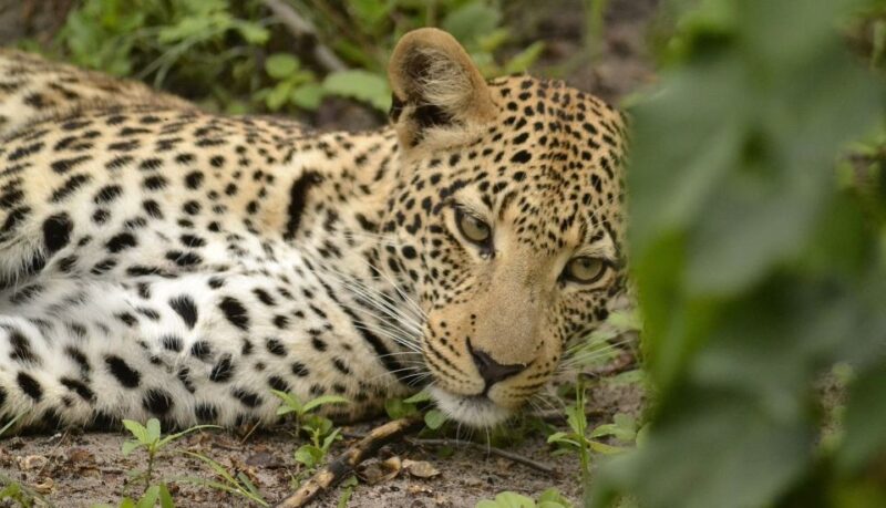 Sri Lanka: 7-Day Off-The-Beaten Path Tour - Key Points