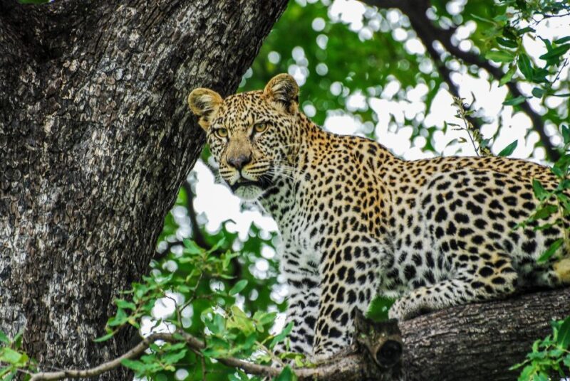 Sri Lanka: 7-Day Off-The-Beaten Path Tour - Sigiriya to Polonnaruwa