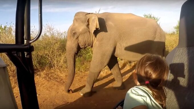 Sri Lanka: 7-Day Off-The-Beaten Path Tour - Yala to Bentota