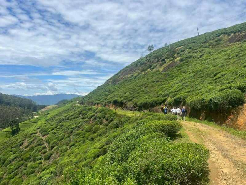 Sri Lanka: Ceylon Royal Tea Trails Trekking Tour - Key Points