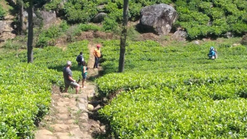 Sri Lanka: Ceylon Royal Tea Trails Trekking Tour - An Honest Look at the Trekking Experience
