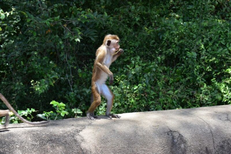 Sri Lanka Cultural Triangle in 2 Days With Minneriya Safari - Minneriya National Park
