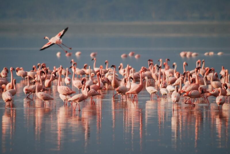 Sri Lanka Cultural Triangle in 2 Days With Minneriya Safari - Polonnaruwa