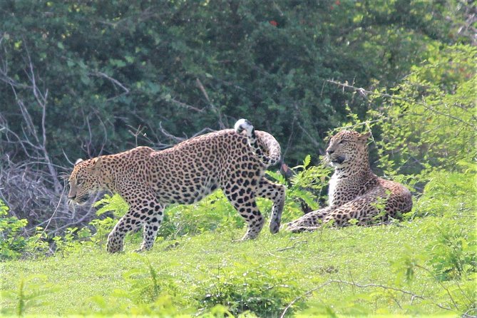 SRI LANKA EXPERIENCES- 12 Nights/13 Days Tour - Guest Feedback