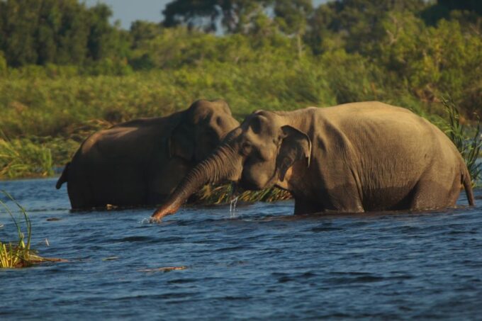 Sri Lanka: Gal Oya National Park Overnight Tour - Meals and Refreshments