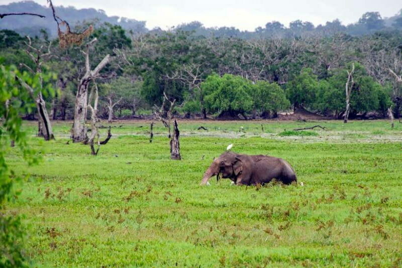 Sri Lanka Green Bless- 2-day Private Trip To Enjoy Nature - The Experience and Its Value