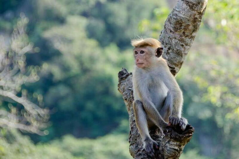 Sri Lanka Green Bless- 2-day Private Trip To Enjoy Nature - Who Should Consider This Tour?