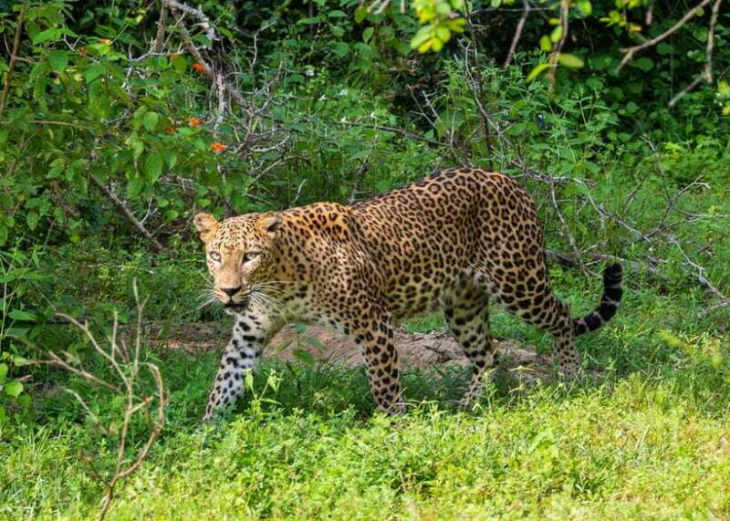 Sri Lanka Green Bless- 2-day Private Trip To Enjoy Nature - The Sum Up: A Solid Choice for Nature and Wildlife Enthusiasts