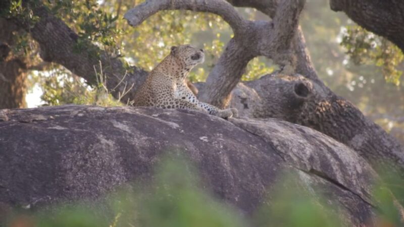 Sri Lanka Green Bless- Ultimate 2 Days Trip to Enjoy Nature - Customer Feedback