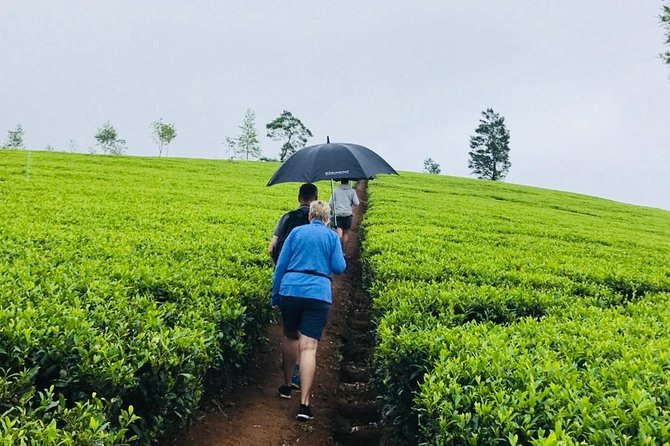 Sri Lanka Highlights in 6 Days - Day 2: Polonnaruwa and Minneriya Safari