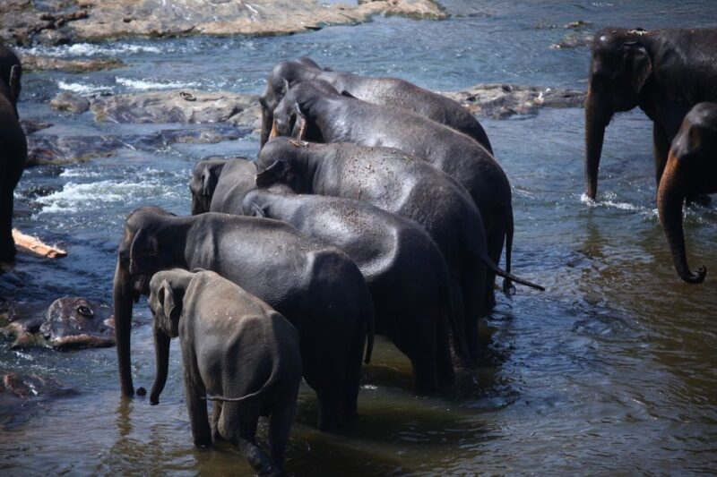 Sri Lanka Hill Country Train Trip, Kandy, Nuwara Eliya 2-Day - Train Journey Experience