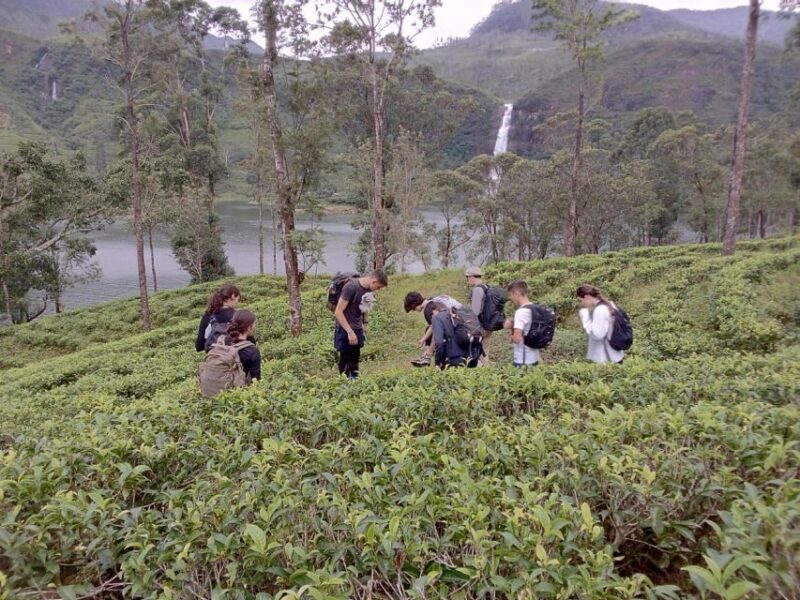 Sri Lanka Holidays With 5 Days Trekking the Pekoe Trail - Key Points