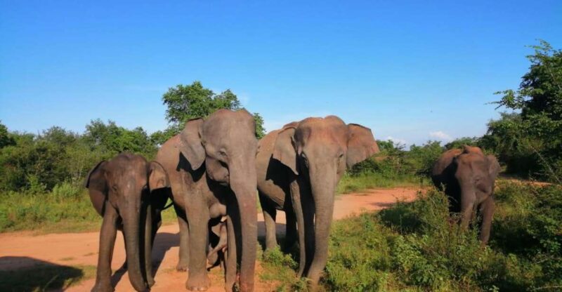 Sri Lanka Holidays With 5 Days Trekking the Pekoe Trail - Itinerary Highlights