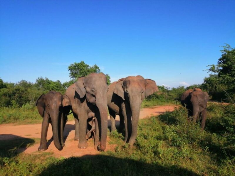 Sri Lanka Holidays With 5 Days Trekking the Pekoe Trail - Included Services