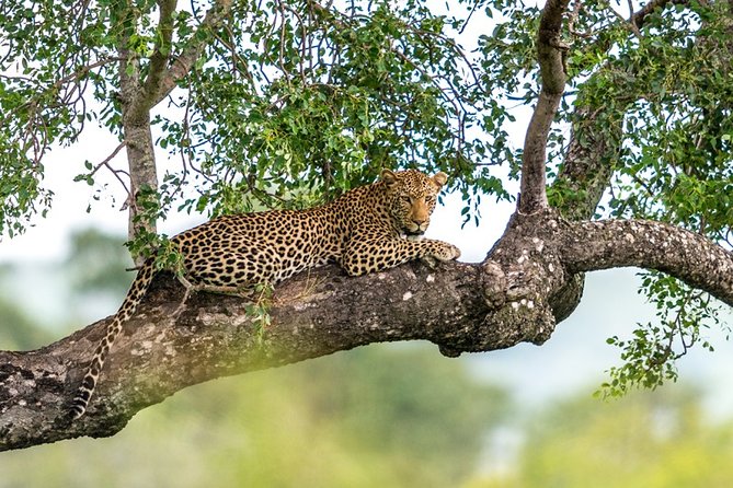 Sri Lanka Leopard Trail ( 15 N/ 16 D) - Additional Information