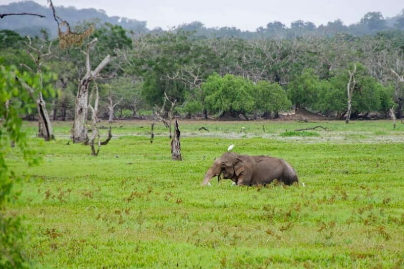 Sri Lanka Private 10-Day Round Tour Car, Guide, Hotels, Food - Adventure and Relaxation in Ella