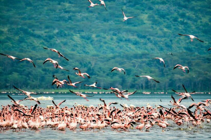 Sri Lanka Private 8-day Tour; Transport, Guide, Hotels, Food - Key Points