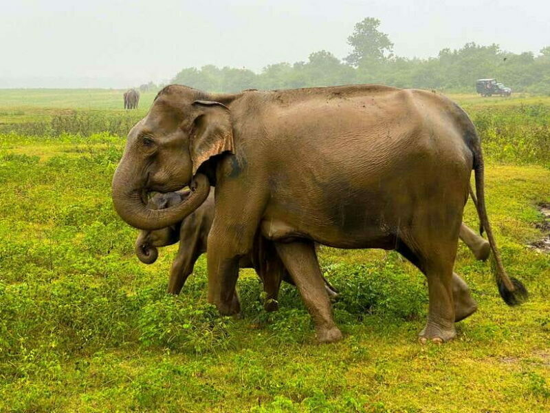 Sri Lanka Private 8-day Tour; Transport, Guide, Hotels, Food - Who Is This Tour Best For?