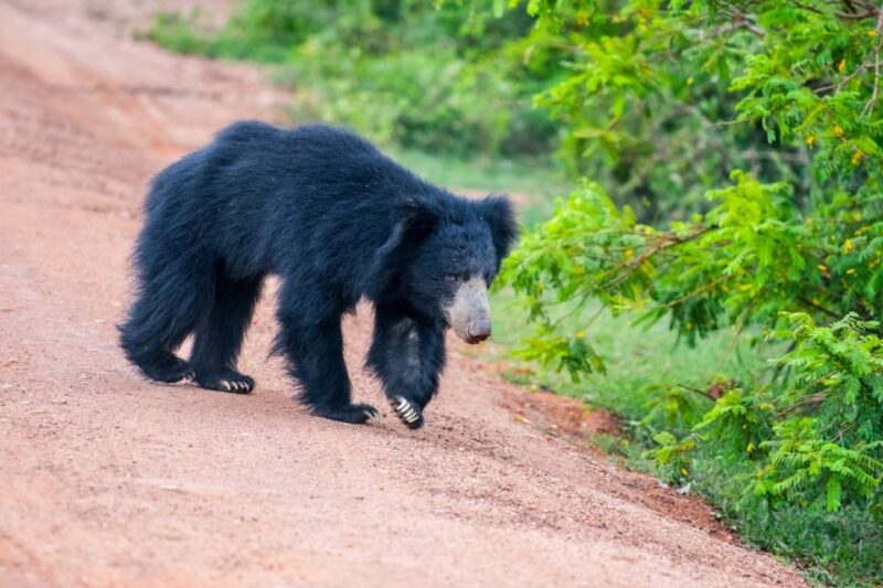 Sri Lanka: Private Yala National Park Safari Trip - Safari Experience and Itinerary