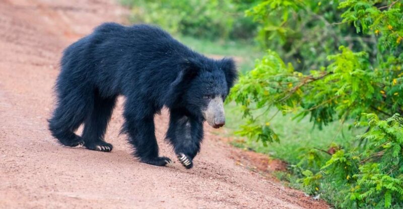 Sri Lanka: Private Yala National Park Safari Trip - Wildlife and Park Highlights