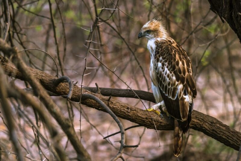 Sri Lanka: Private Yala National Park Safari Trip - Safari Guidelines and Expectations