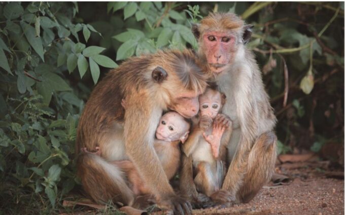 Sri Lanka: Private Yala National Park Safari Trip - Customer Reviews and Ratings
