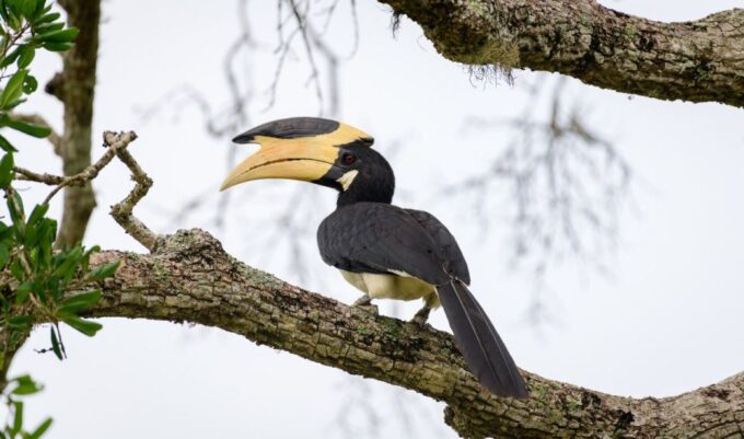 Sri Lanka: Private Yala National Park Safari Trip - Booking and Reservation Details