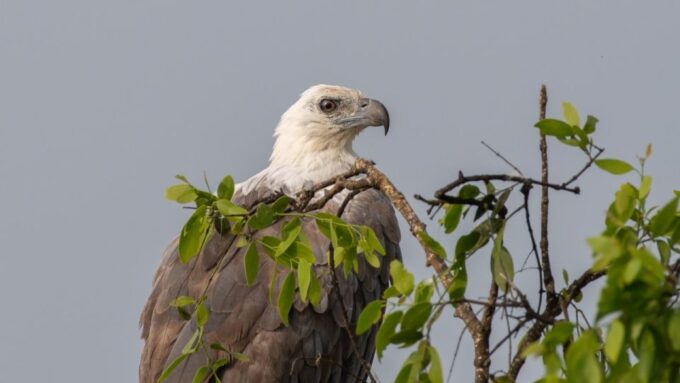 Sri Lanka: Private Yala National Park Safari Trip - Frequently Asked Questions