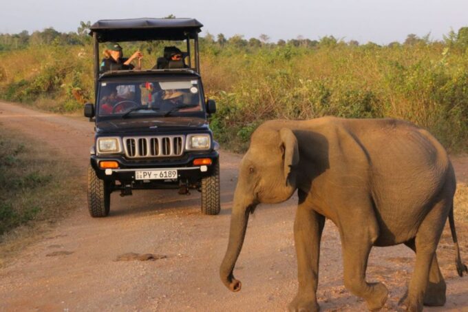 Sri Lanka: Private Yala National Park Safari Trip - Recap