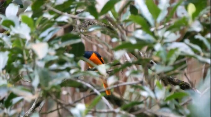 Sri Lanka Rainforest Trekking, Wildlife Safari, Water Sport - Pricing Details
