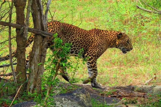 Sri Lanka Round Tour - Wildlife Encounters and Nature Experiences