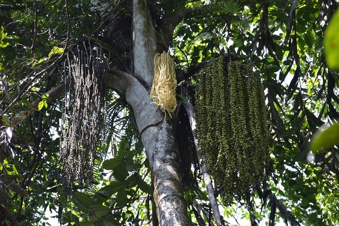Sri Lanka Sinharaja Rain Forest Tour - Wildlife Viewing Opportunities