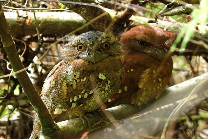 Sri Lanka Sinharaja Rain Forest Tour - Accessibility and Recommendations