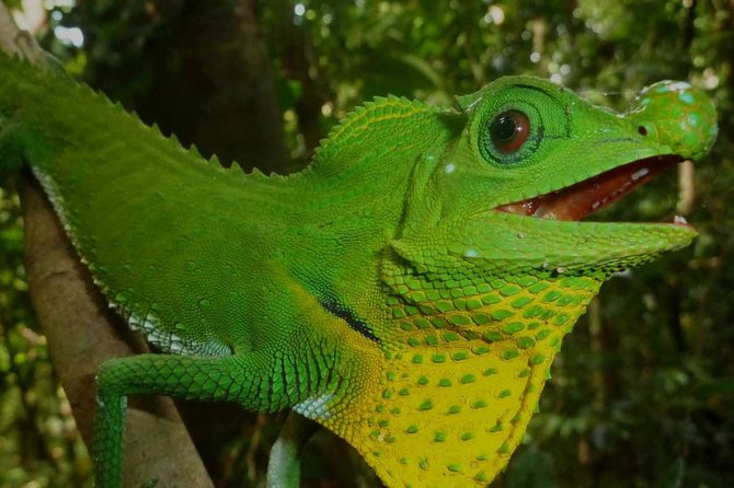 Sri Lanka Sinharaja Rain Forest Tour - Booking Information and Policies