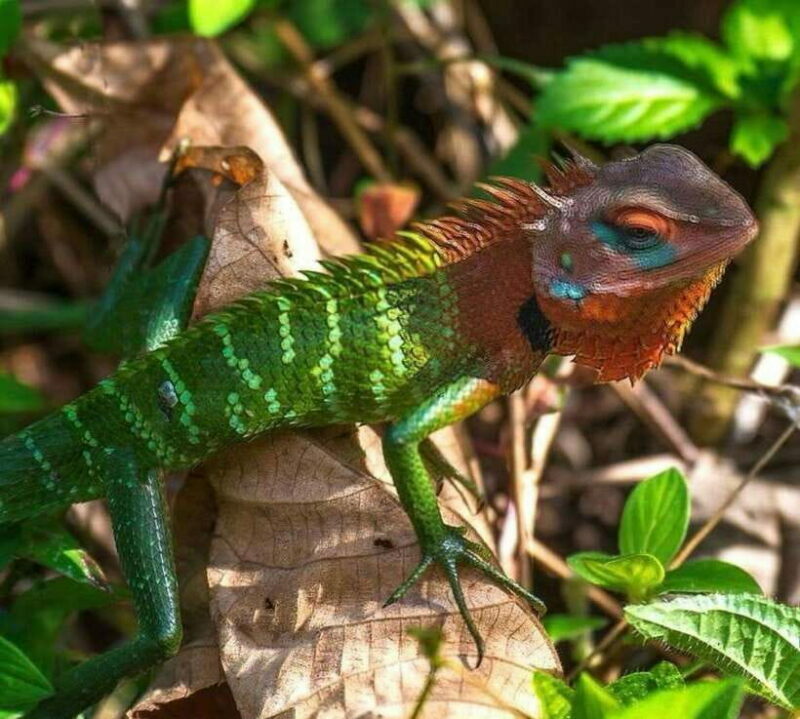 Sri Lanka : Sinharaja Rainforest Guided Trek with Pickup - An In-Depth Look at the Tour Experience