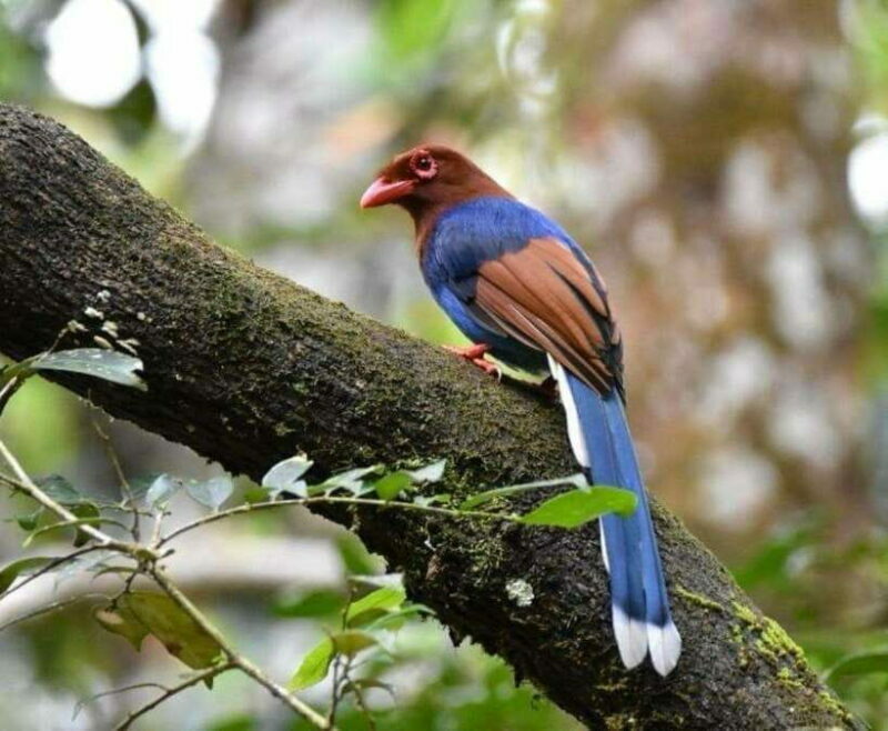 Sri Lanka : Sinharaja Rainforest Guided Trek with Pickup - The Value and What It Means for Travelers