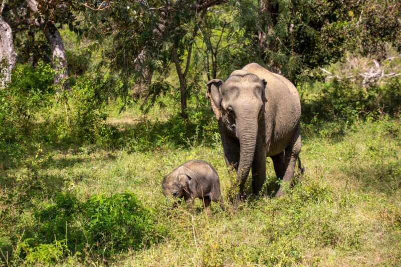 Sri Lanka South Coast Beach, Sinharaja, Udawalawe Safari - Included Services