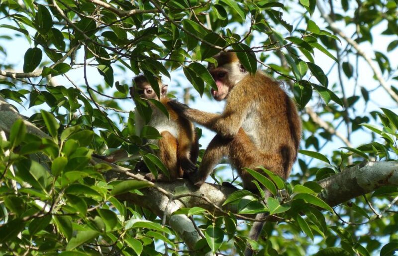 Sri Lanka South Coast, River Safari, Galle Fort, Sea Turtle - Wildlife and Ecosystems