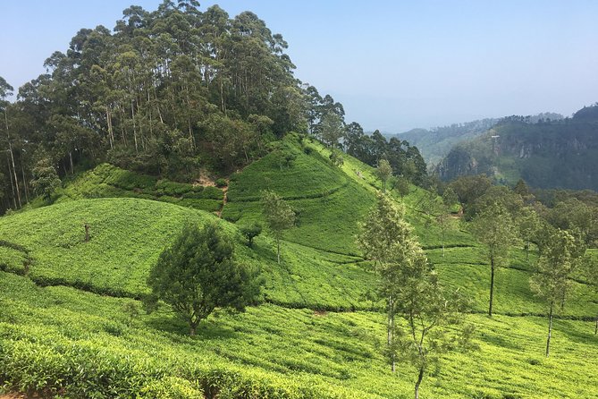 Sri Lanka Tour in 8 Days - Ratings and Operator