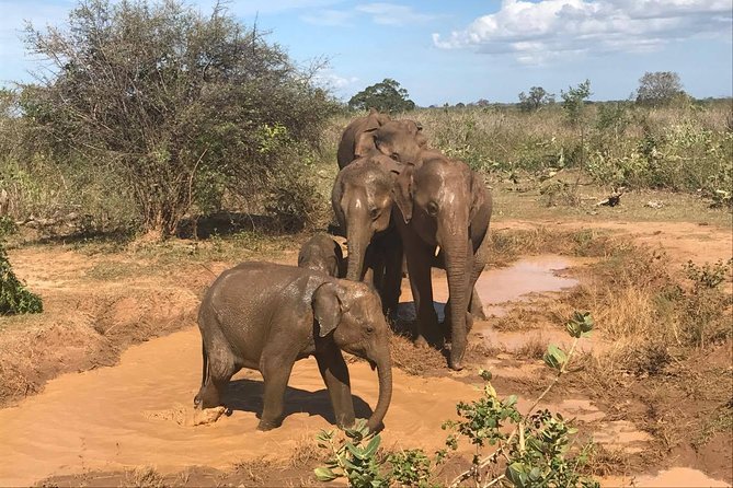 Sri Lanka Tours 12-DAY Wildlife Tour With Driver,Car or Van and Accommodations - Inclusions